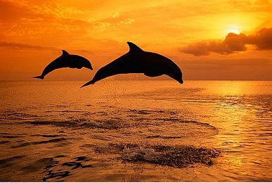 日本一精美画风新作《真空饲育箱2》首发概念预告